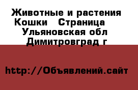 Животные и растения Кошки - Страница 2 . Ульяновская обл.,Димитровград г.